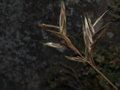 Bromus setifolius