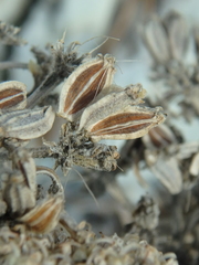 Seseli ponticum