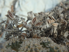 Seseli ponticum