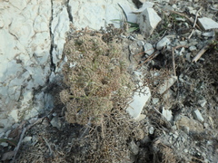 Seseli ponticum