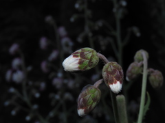 Leucheria floribunda
