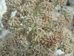 Seseli ponticum