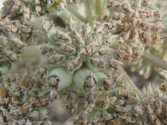 Seseli ponticum