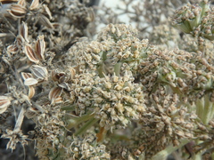 Seseli ponticum