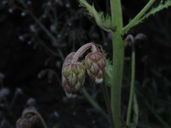 Leucheria floribunda