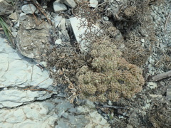 Seseli ponticum