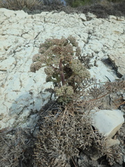 Seseli ponticum