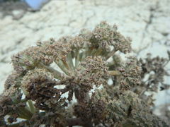 Seseli ponticum