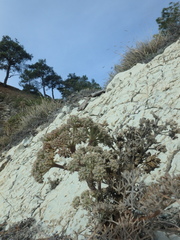 Seseli ponticum