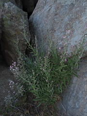 Leucheria floribunda