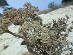 Seseli ponticum