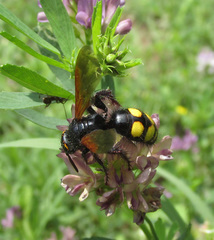 Scolia fuciformis