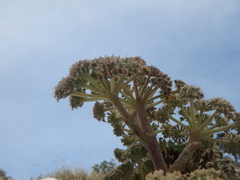 Seseli ponticum