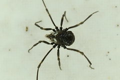 Trilasma