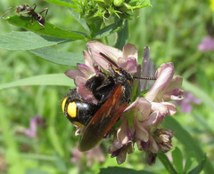 Scolia fuciformis