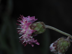 Leucheria floribunda