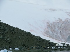 Chlamydomonas nivalis