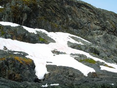 Chlamydomonas nivalis