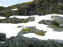 Chlamydomonas nivalis