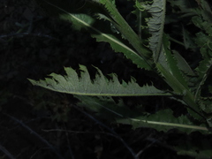 Leucheria floribunda