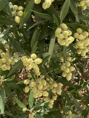 Conocarpus