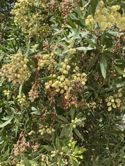 Conocarpus