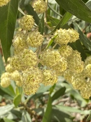 Conocarpus