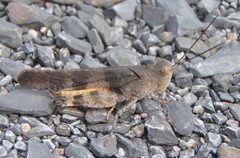 Spharagemon saxatile