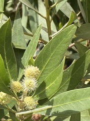 Conocarpus