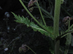 Leucheria floribunda