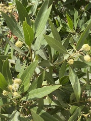 Conocarpus