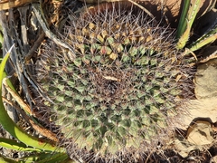 Mammillaria melanocentra melanocentra