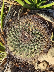 Mammillaria melanocentra melanocentra