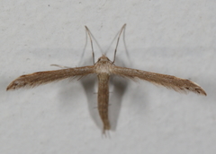 Lioptilodes albistriolatus