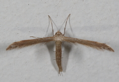 Lioptilodes albistriolatus