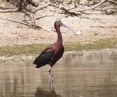 Plegadis falcinellus