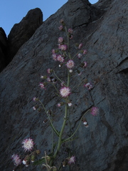 Leucheria floribunda