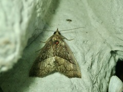 Hypena abscisalis