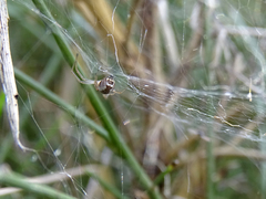 Frontinellina frutetorum