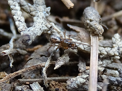 Enoplognatha mandibularis