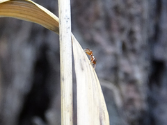 Synageles dalmaticus