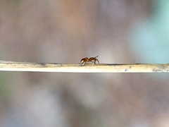 Synageles dalmaticus