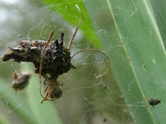 Cyrtophora citricola