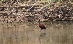 Plegadis falcinellus