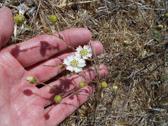 Hemizonia congesta luzulifolia