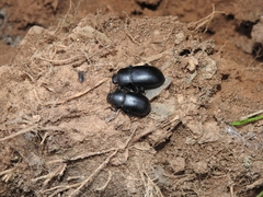 Coelometopus clypeatus