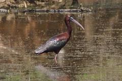 Plegadis falcinellus