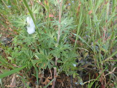 Potentilla neglecta