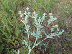 Potentilla neglecta