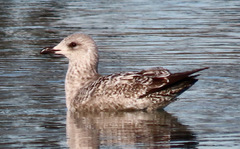 Larus argentatus